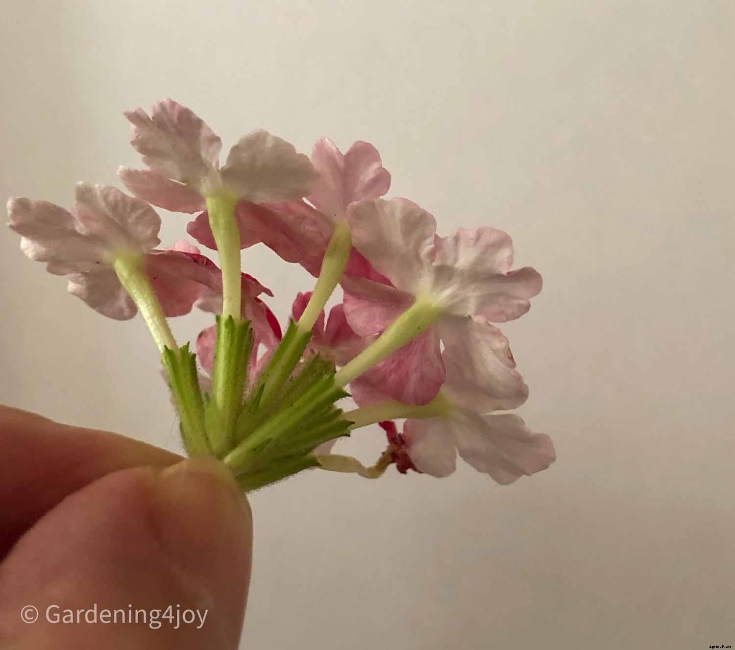 DIY:  Press flowers the old-fashioned way