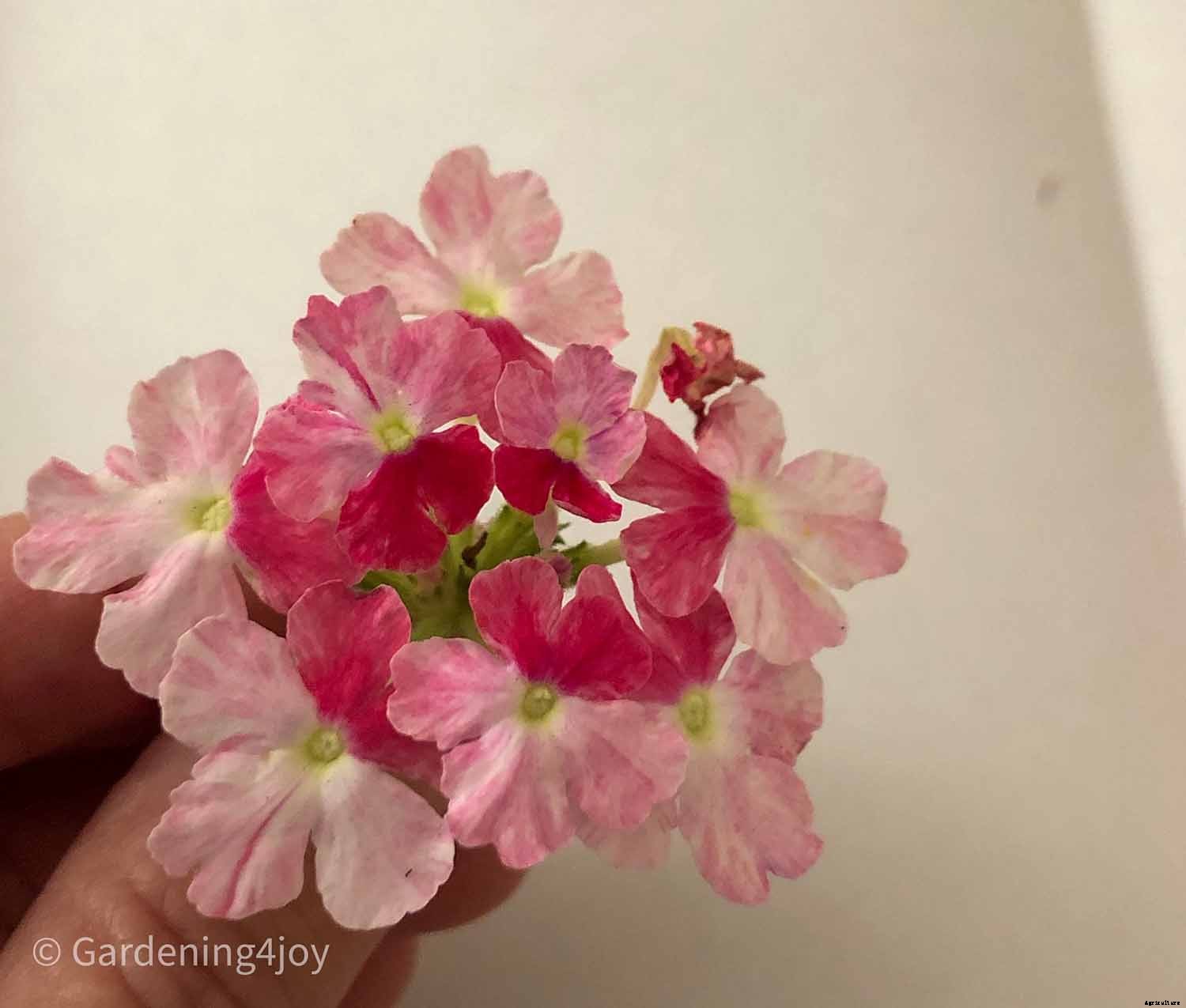 DIY:  Press flowers the old-fashioned way