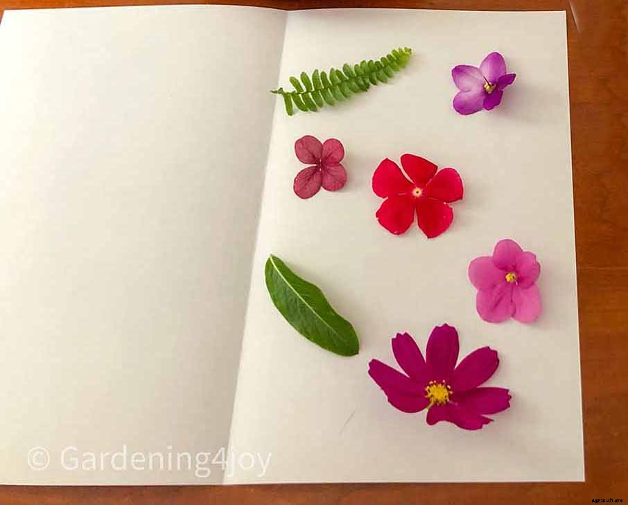DIY:  Press flowers the old-fashioned way