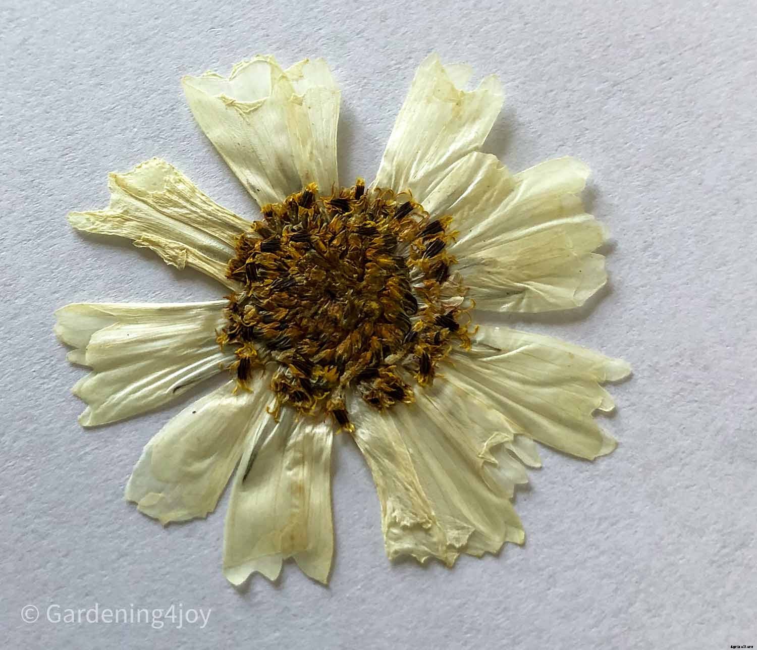 DIY:  Press flowers the old-fashioned way