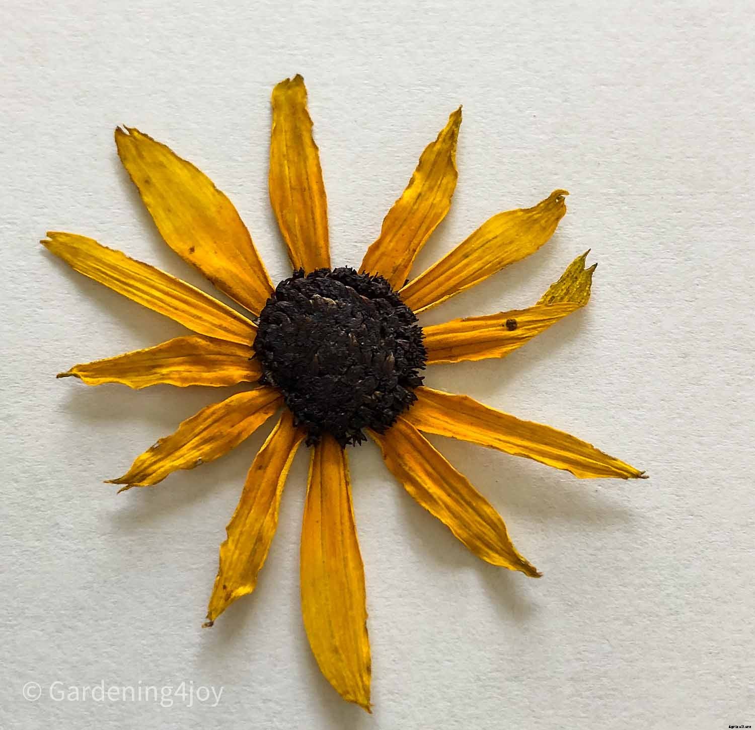 DIY:  Press flowers the old-fashioned way