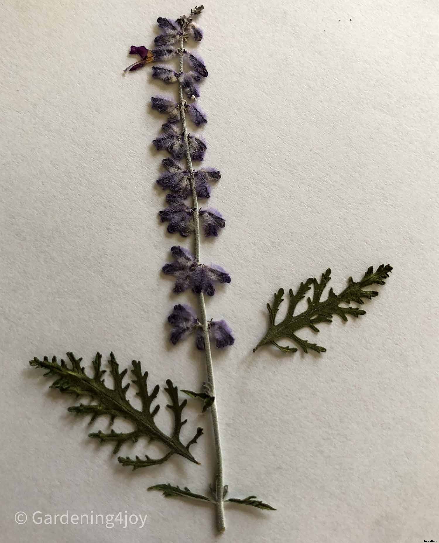 DIY:  Press flowers the old-fashioned way