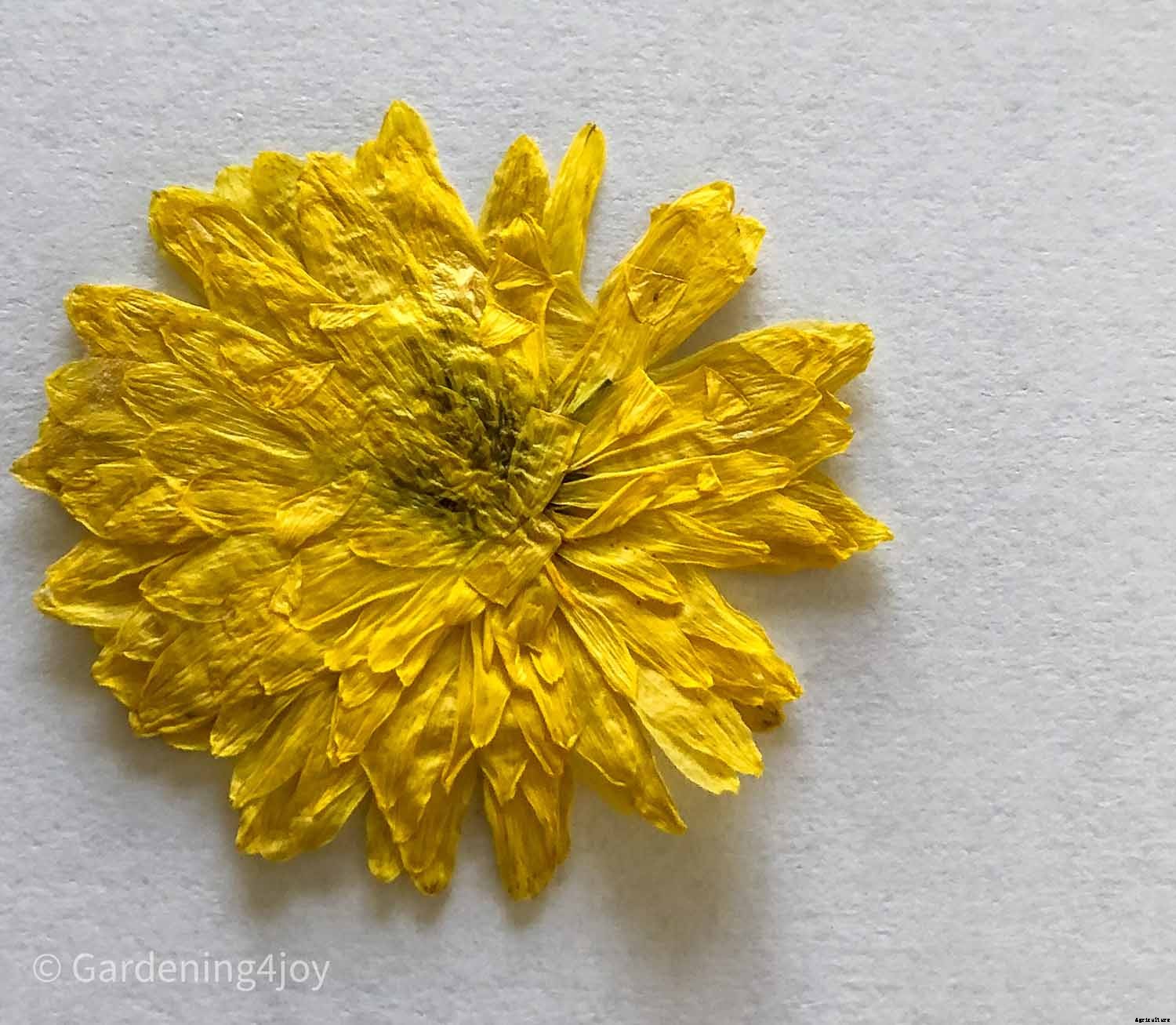 DIY:  Press flowers the old-fashioned way