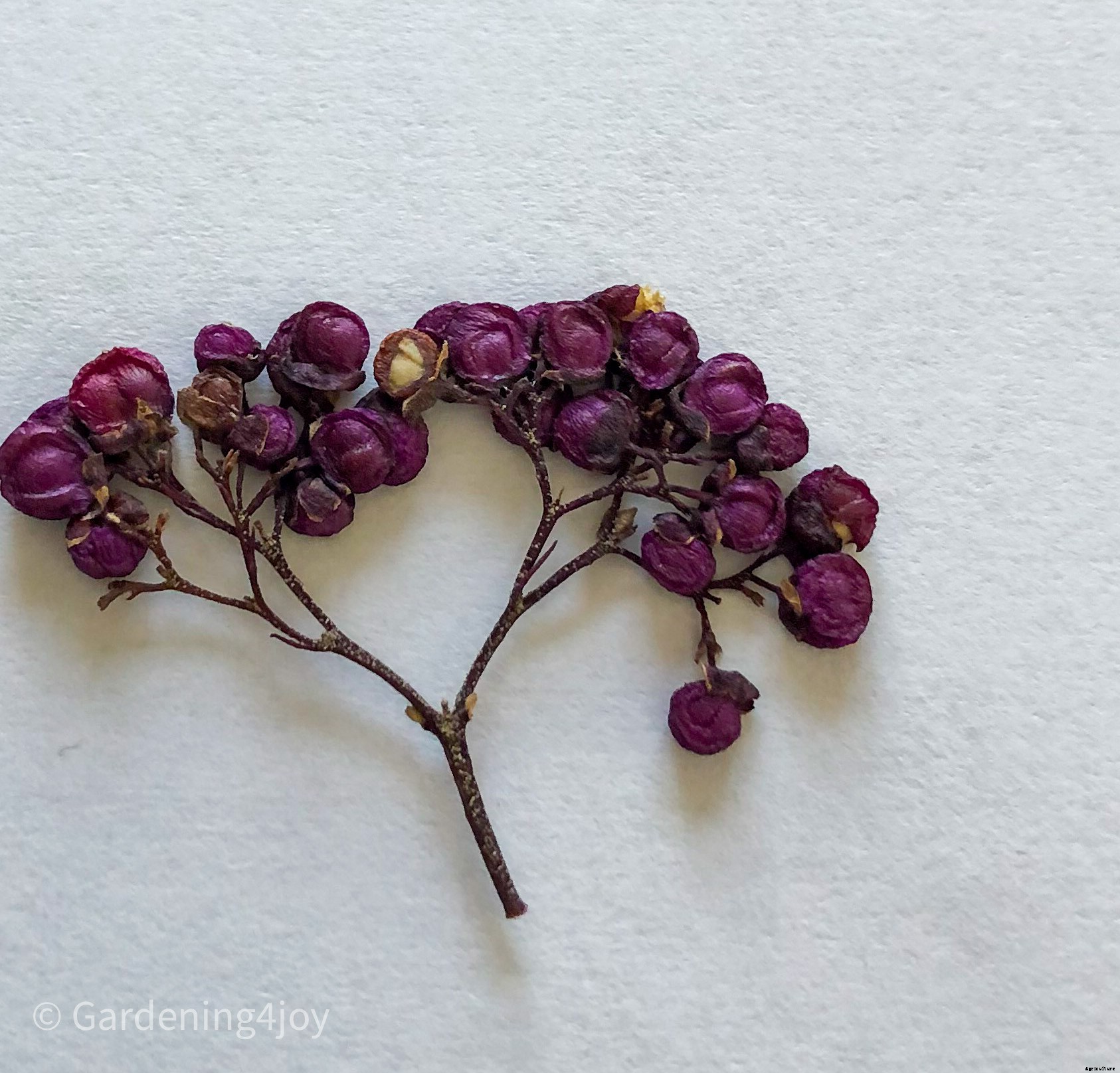 DIY:  Press flowers the old-fashioned way