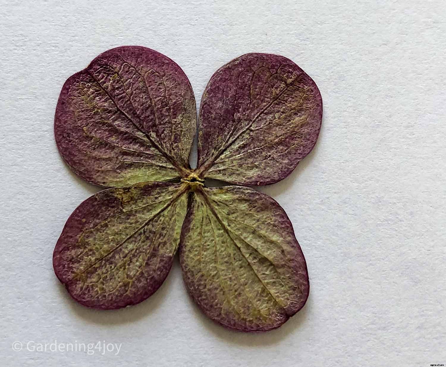 DIY:  Press flowers the old-fashioned way