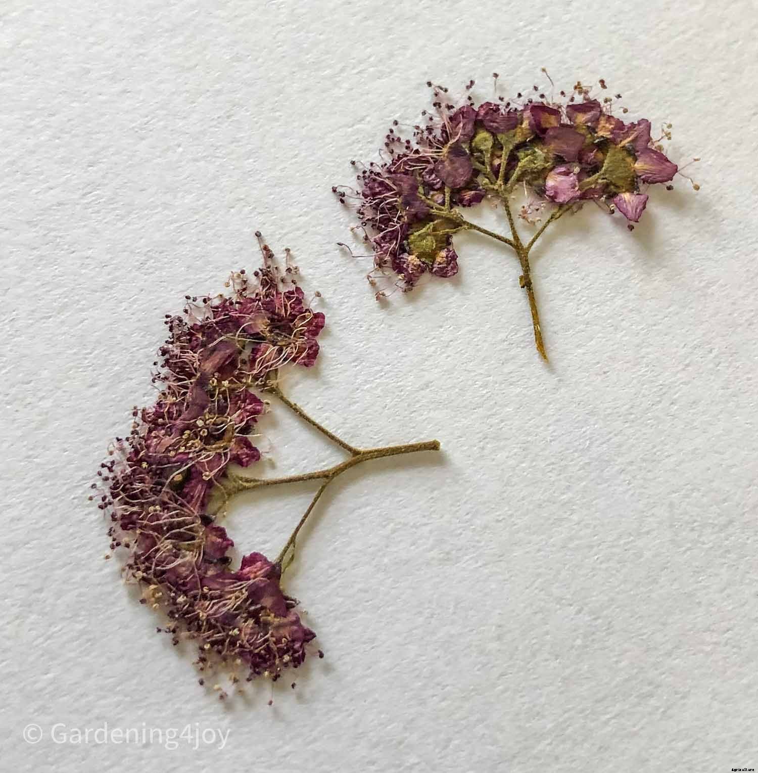 DIY:  Press flowers the old-fashioned way