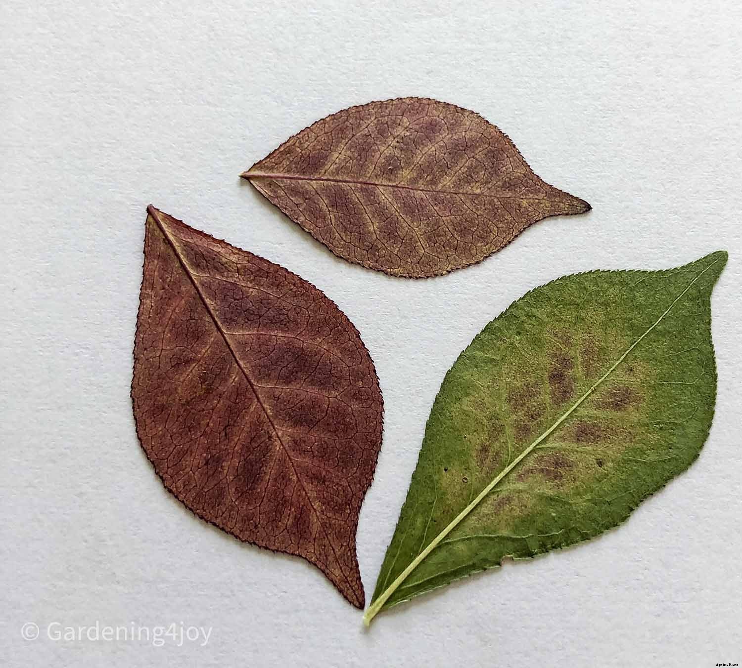 DIY:  Press flowers the old-fashioned way