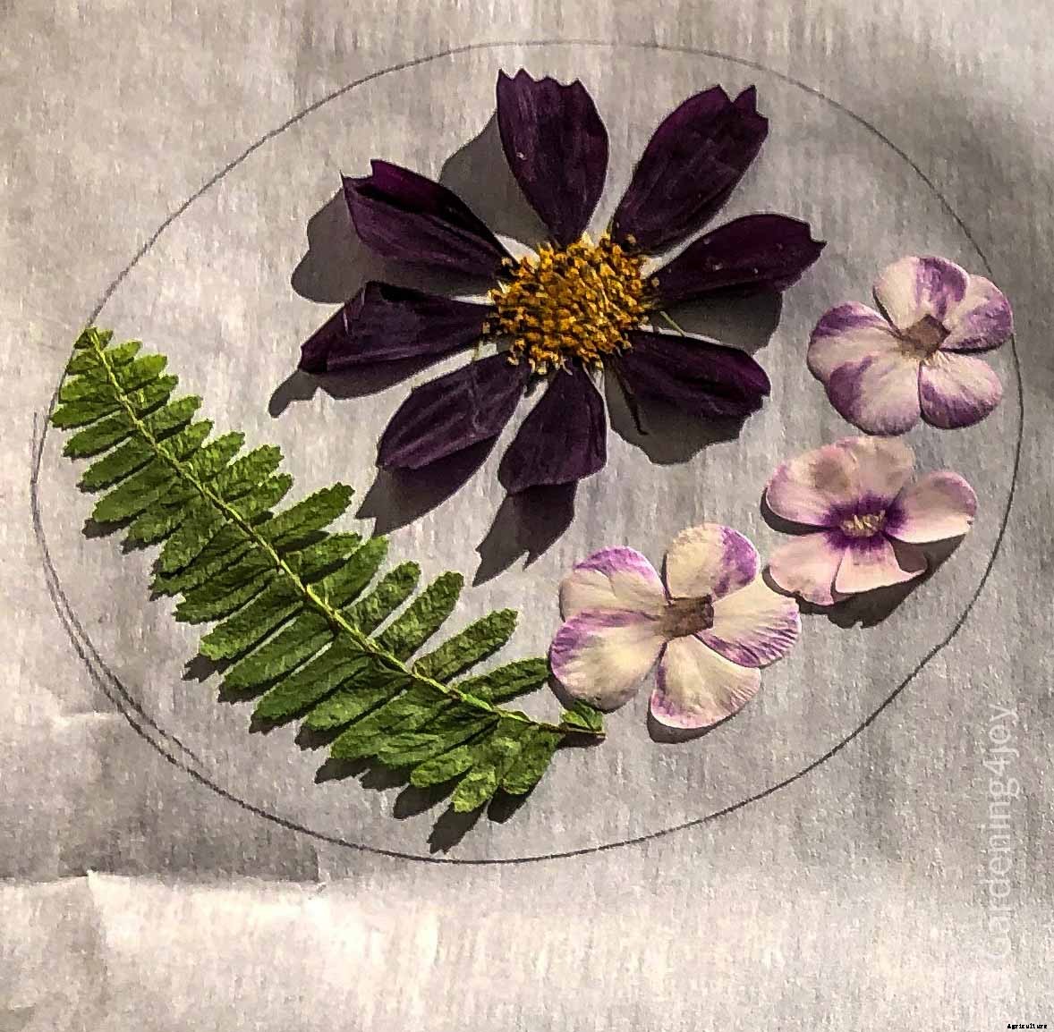 DIY:  Press flowers the old-fashioned way