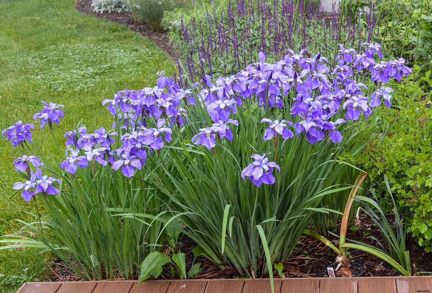 6 easy steps to divide Siberian Iris