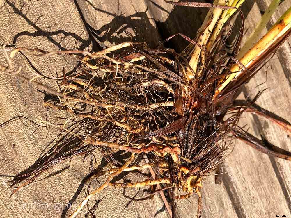 6 easy steps to divide Siberian Iris