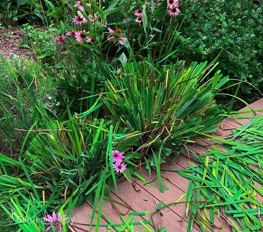 6 easy steps to divide Siberian Iris