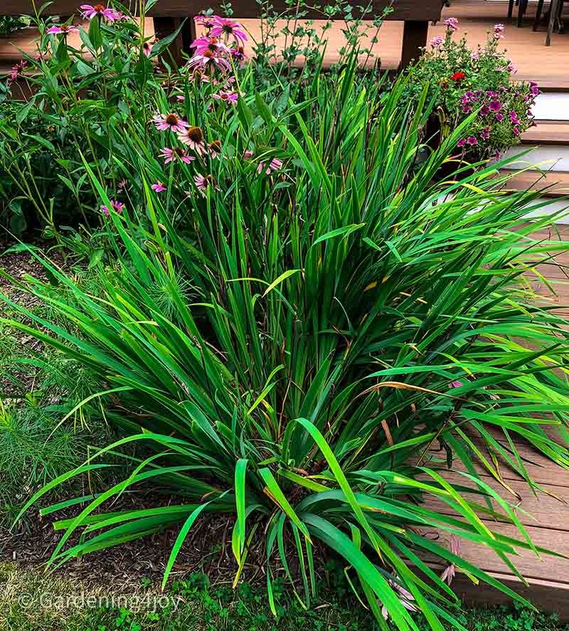 6 easy steps to divide Siberian Iris