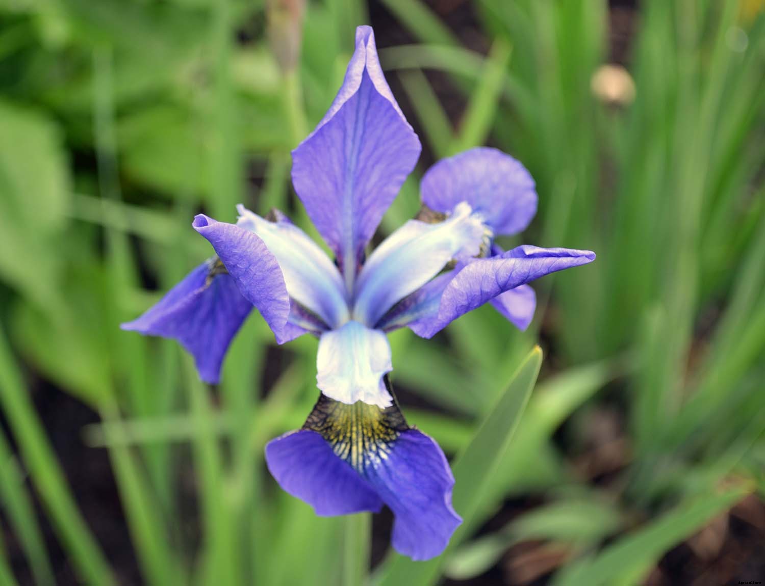 6 easy steps to divide Siberian Iris