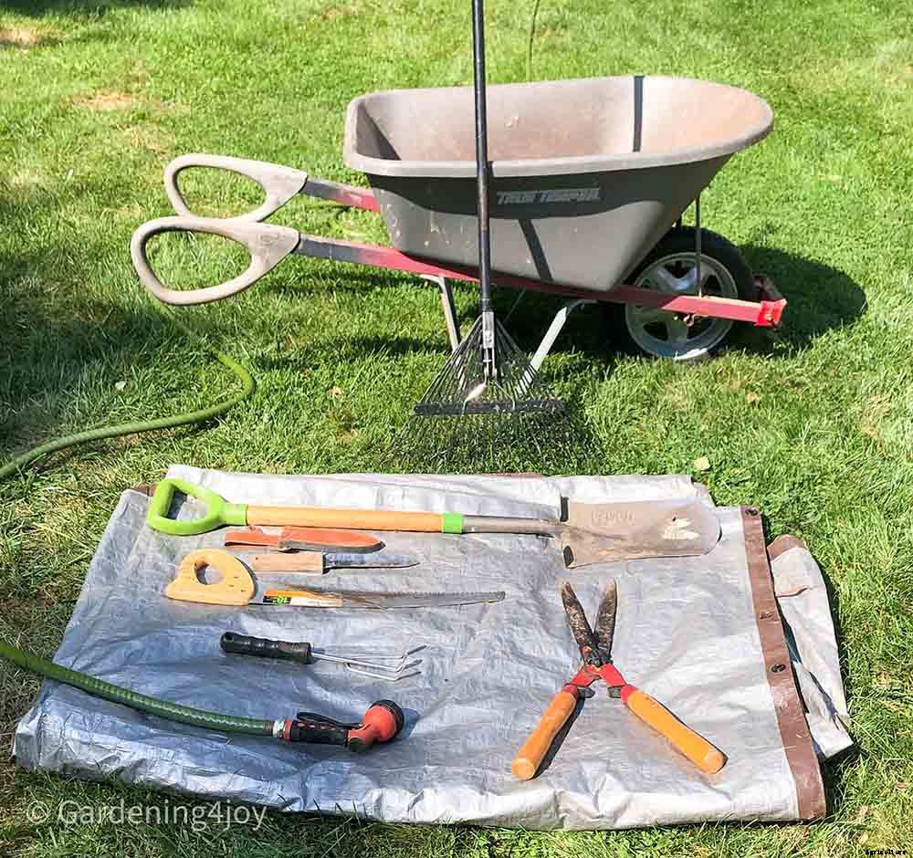 6 easy steps to divide Siberian Iris