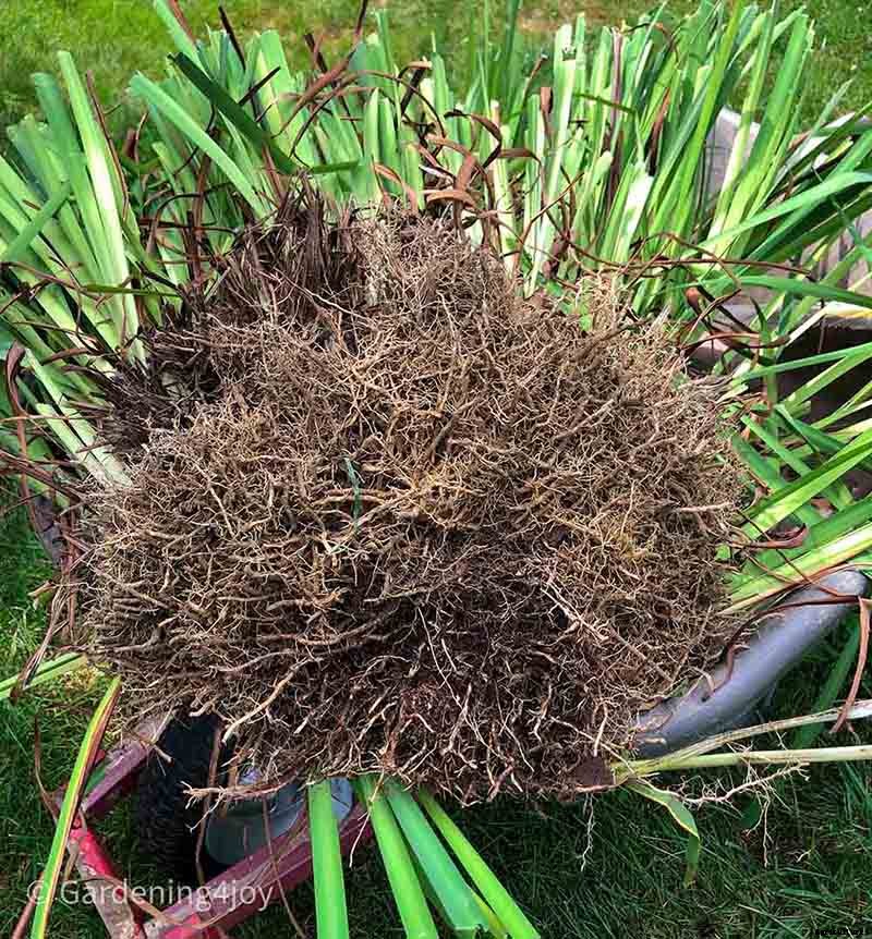 6 easy steps to divide Siberian Iris