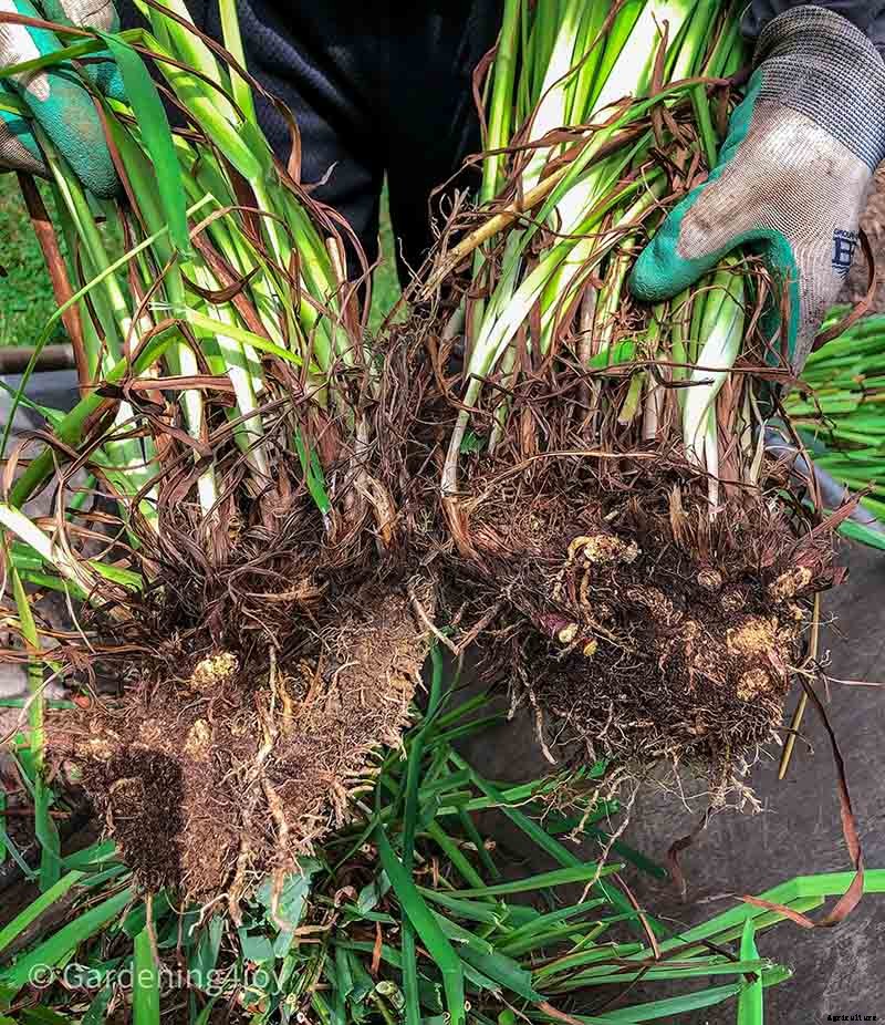 6 easy steps to divide Siberian Iris