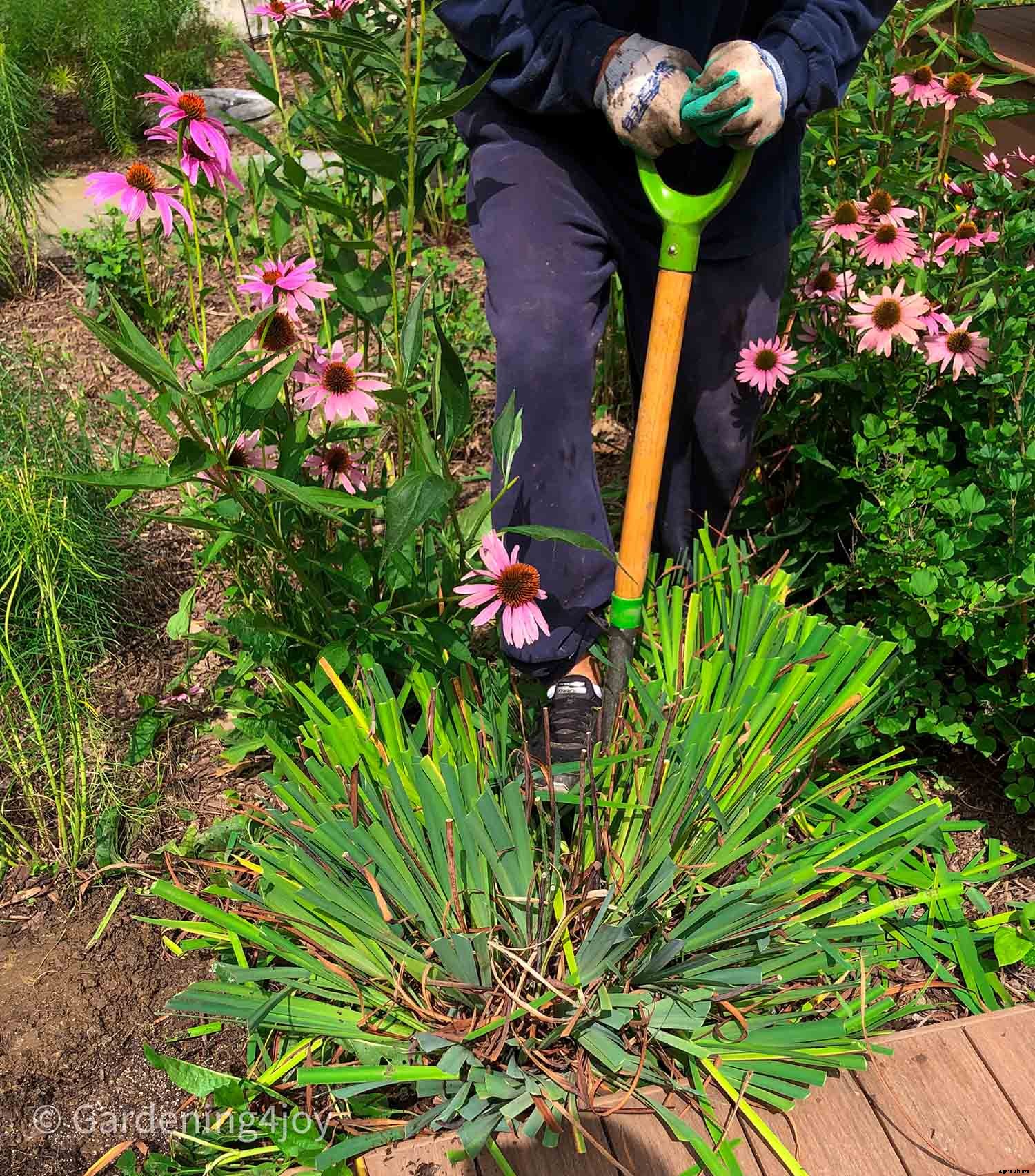 6 easy steps to divide Siberian Iris