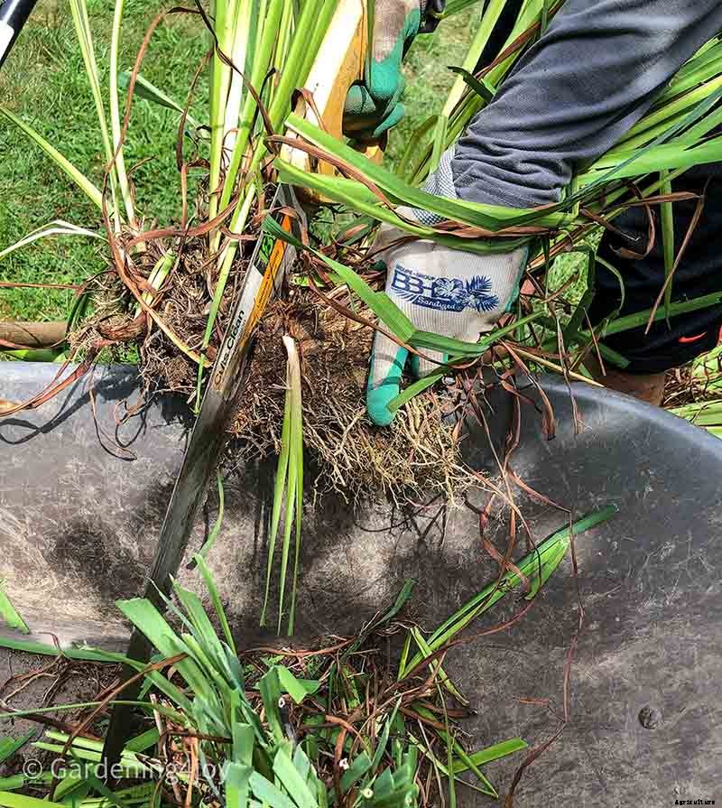 6 easy steps to divide Siberian Iris