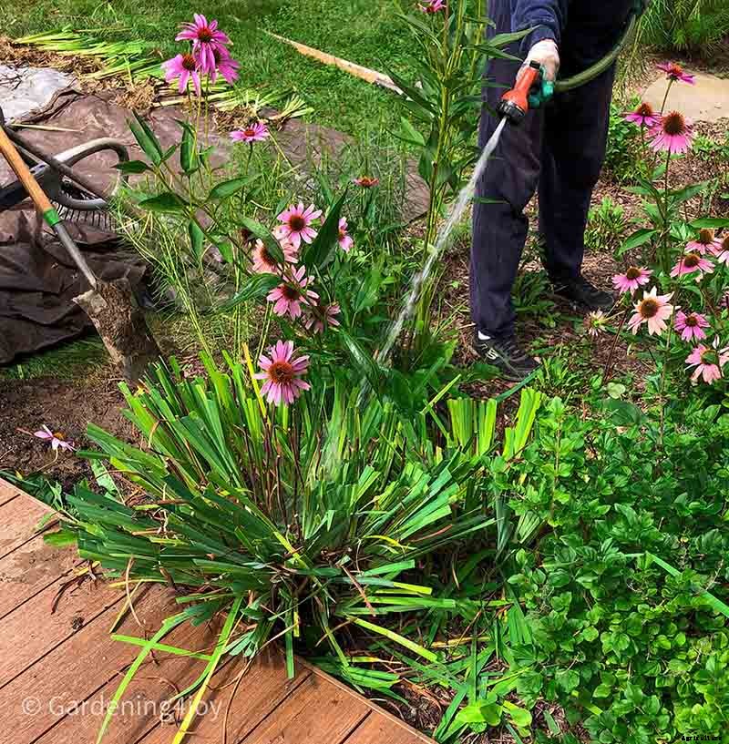 6 easy steps to divide Siberian Iris