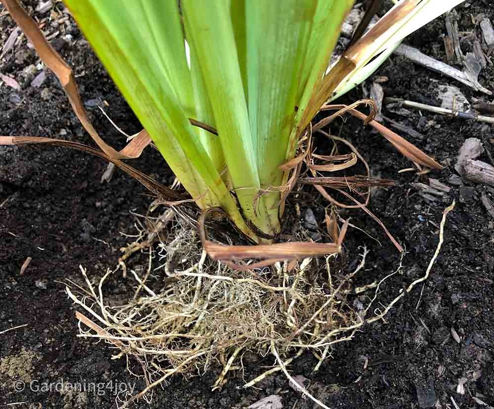 6 easy steps to divide Siberian Iris