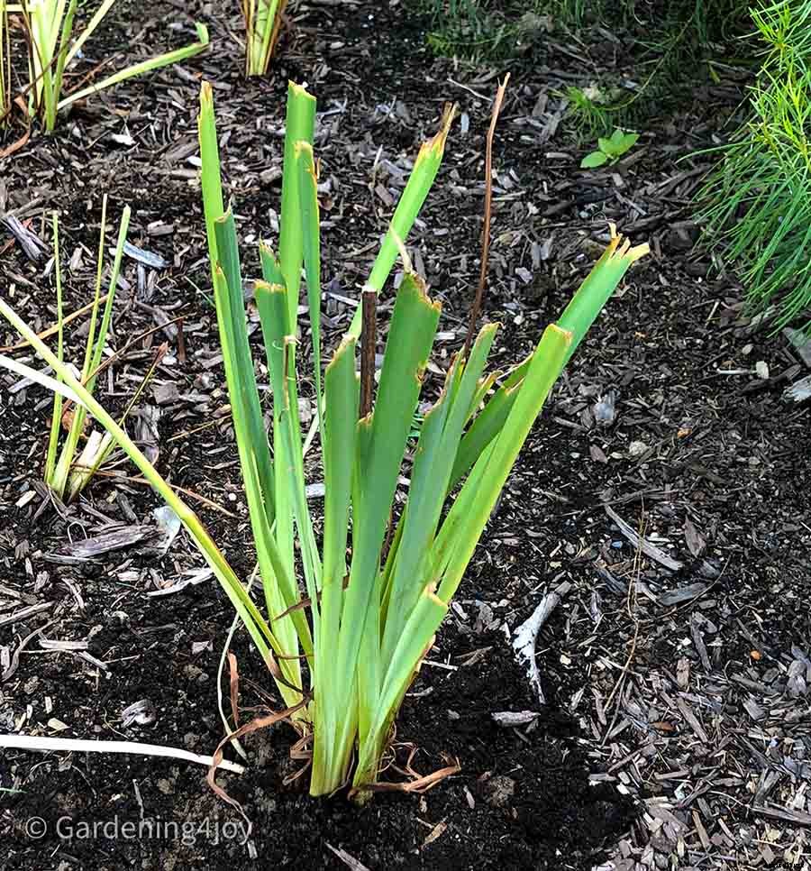 6 easy steps to divide Siberian Iris