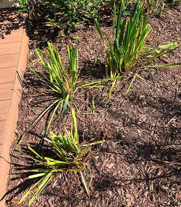 6 easy steps to divide Siberian Iris