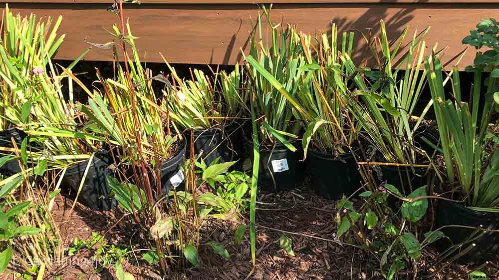 6 easy steps to divide Siberian Iris