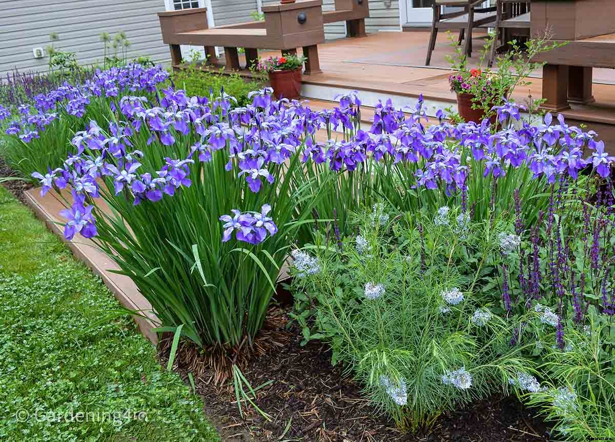 Nine wonderful perennial flowers that animals will not devour