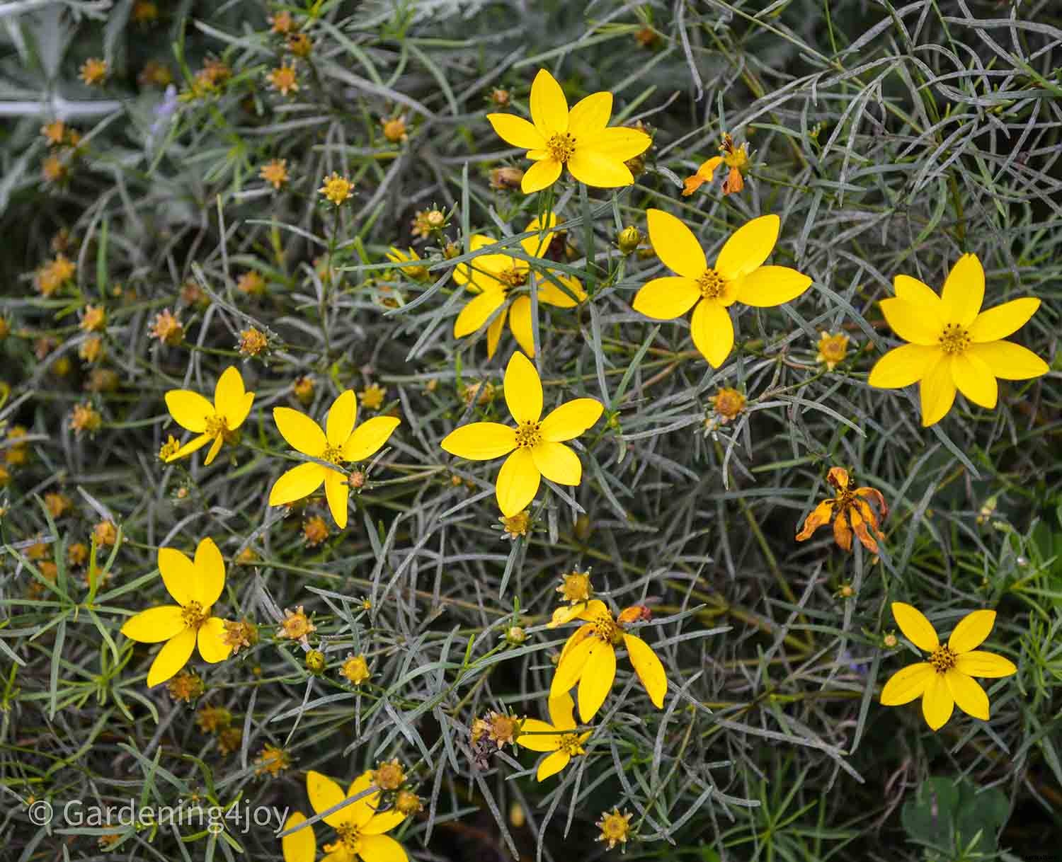Nine wonderful perennial flowers that animals will not devour