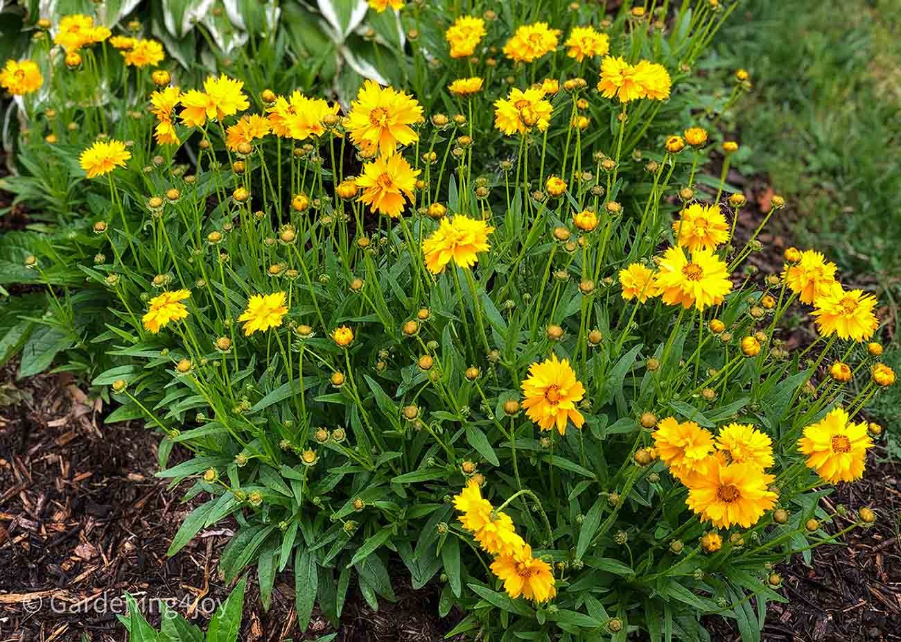 Nine wonderful perennial flowers that animals will not devour