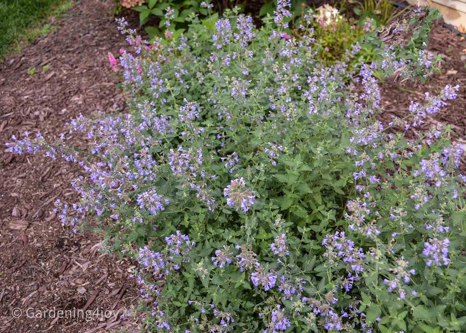 Nine wonderful perennial flowers that animals will not devour