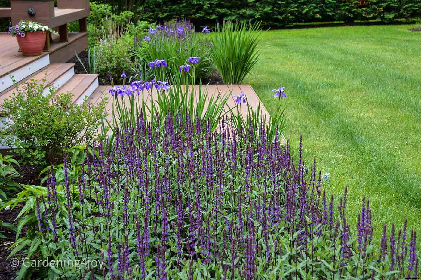 Nine wonderful perennial flowers that animals will not devour