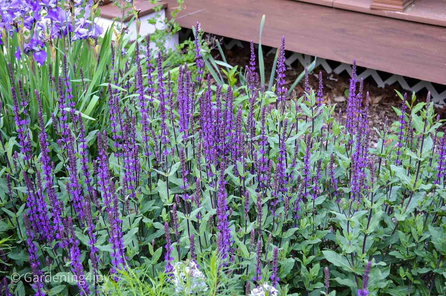 Nine wonderful perennial flowers that animals will not devour