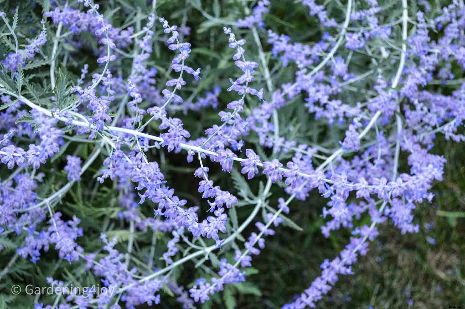 Nine wonderful perennial flowers that animals will not devour