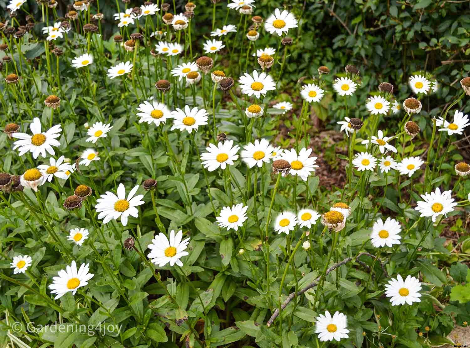 Nine wonderful perennial flowers that animals will not devour