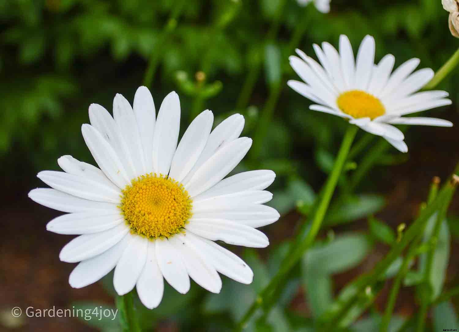 Nine wonderful perennial flowers that animals will not devour