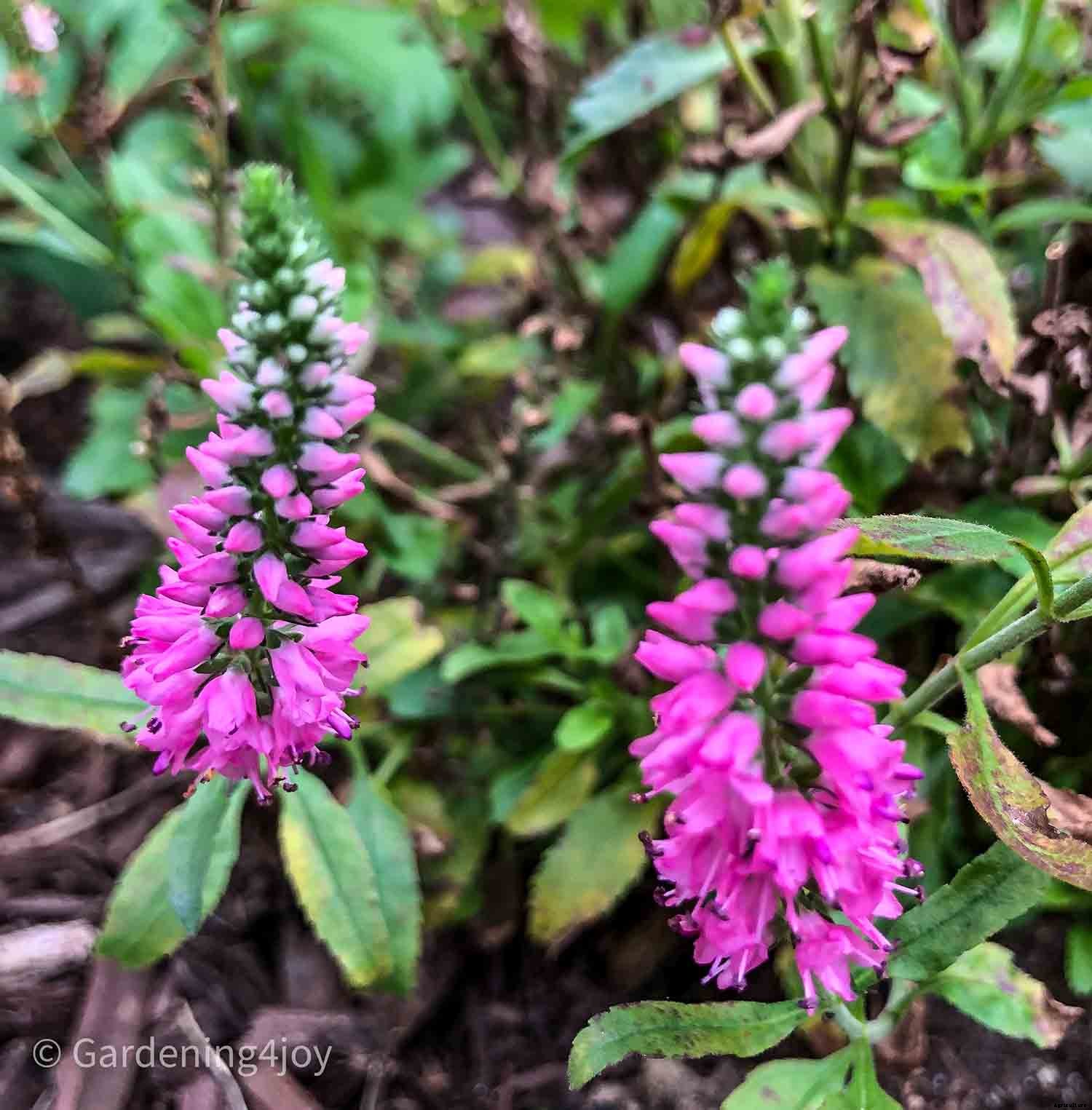 Nine wonderful perennial flowers that animals will not devour