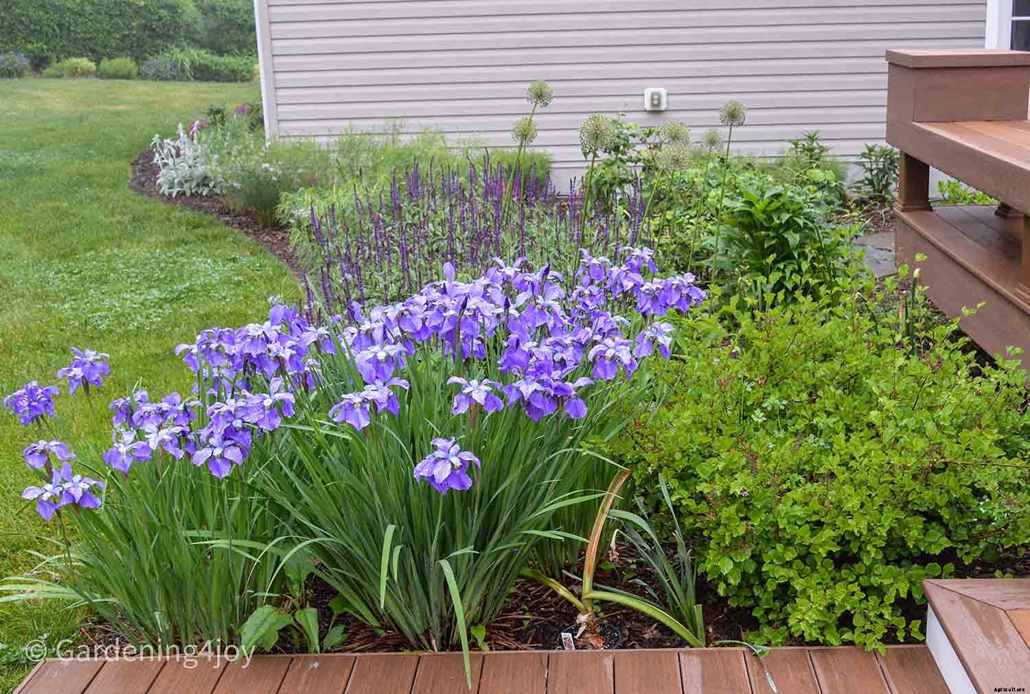 Nine wonderful perennial flowers that animals will not devour