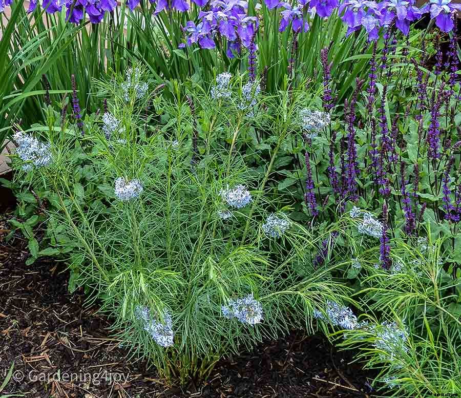 Nine wonderful perennial flowers that animals will not devour