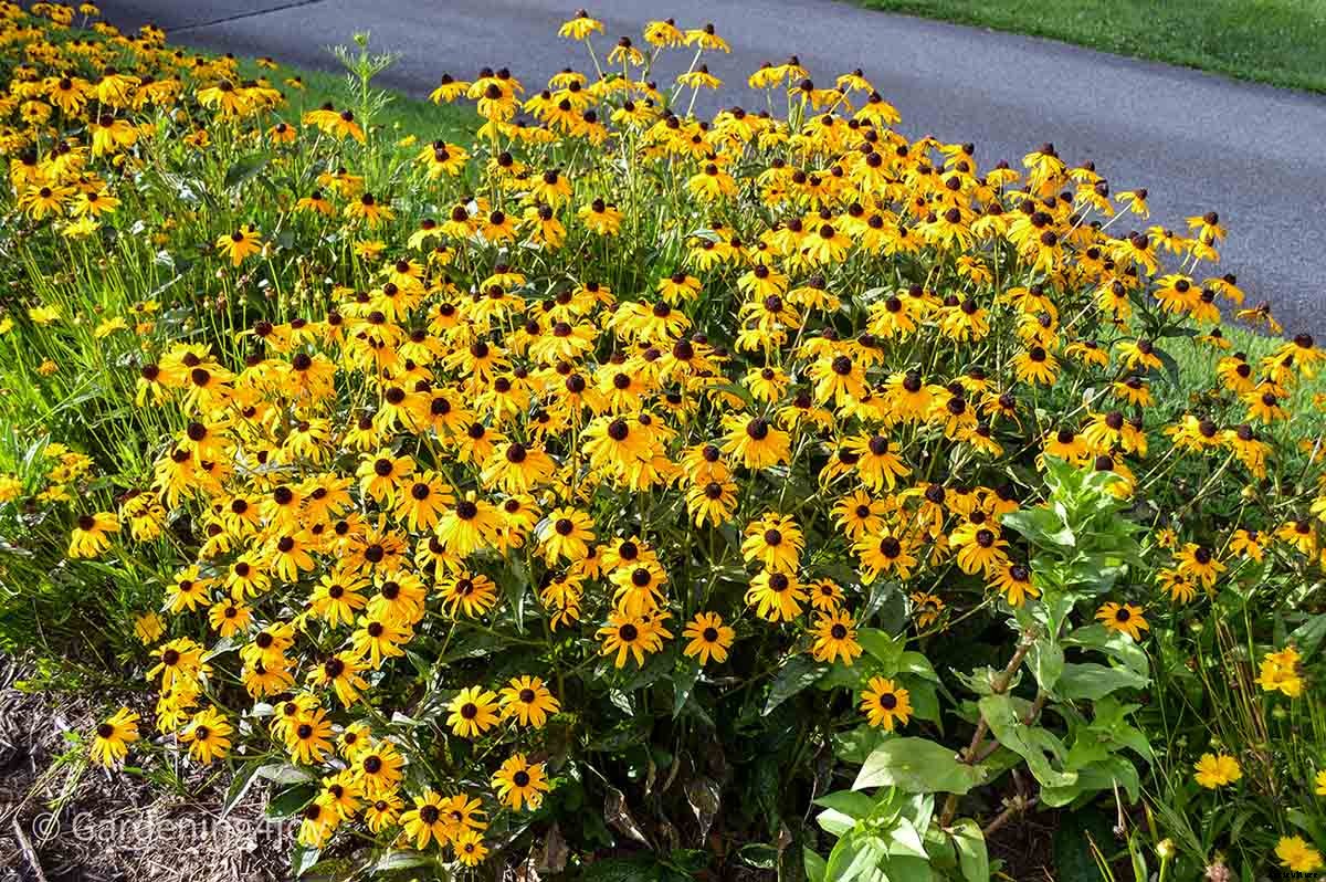 Nine wonderful perennial flowers that animals will not devour