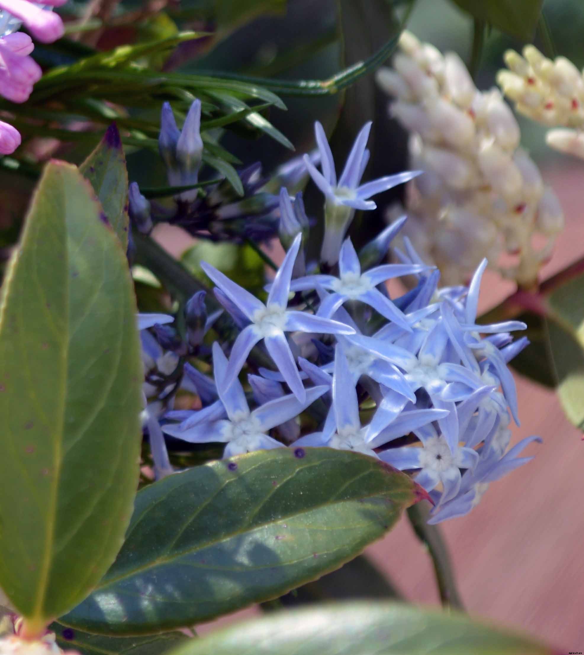 Nine wonderful perennial flowers that animals will not devour