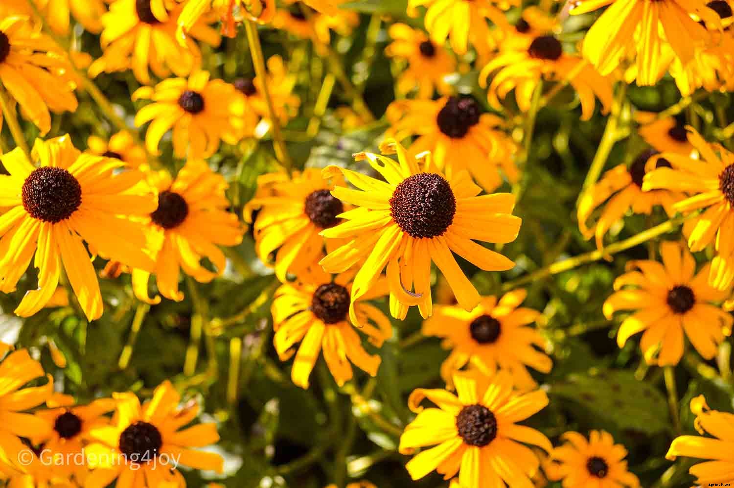 Nine wonderful perennial flowers that animals will not devour