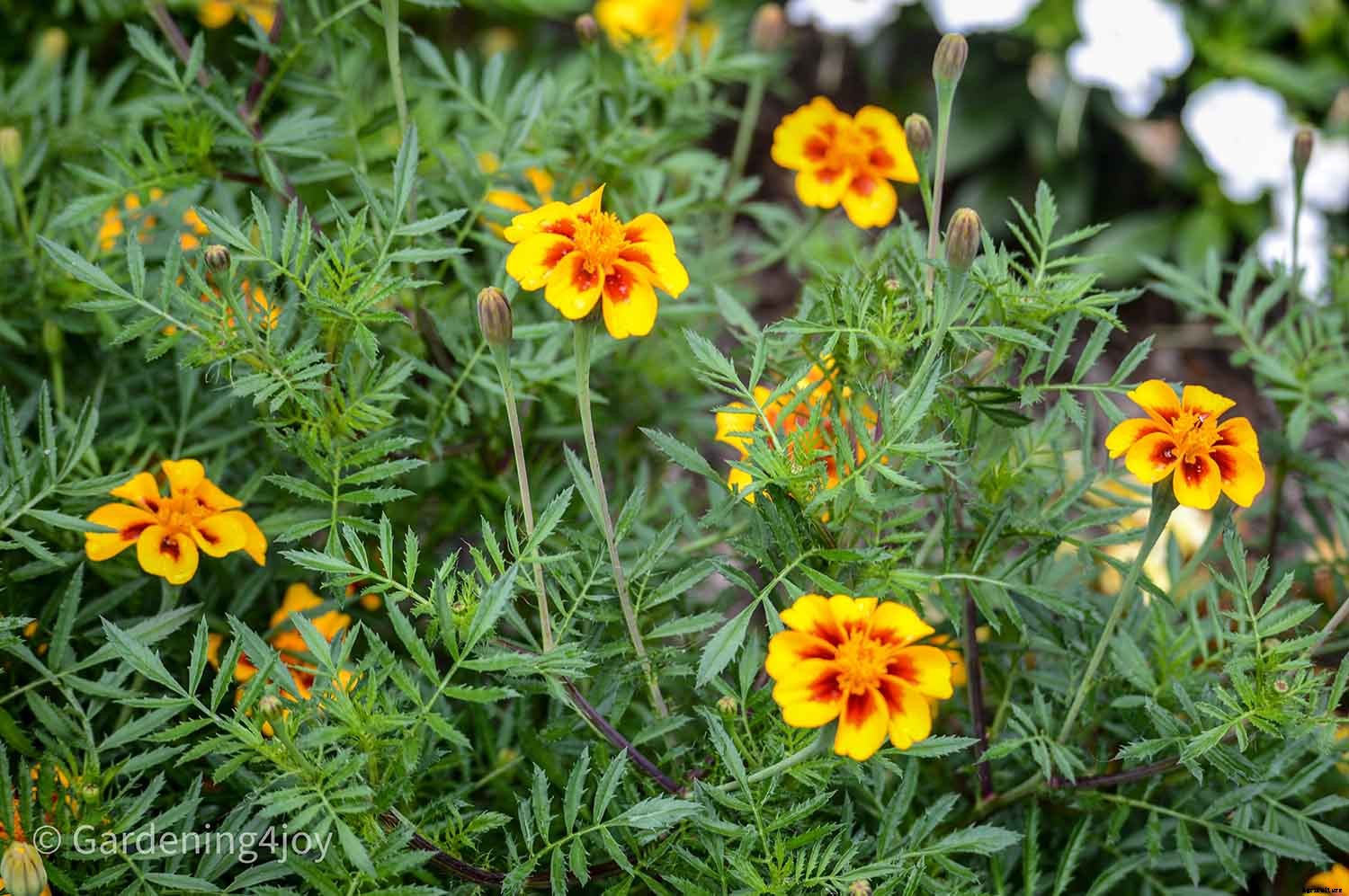 Flowers in the vegetable garden, 7 that provide beneficial effects