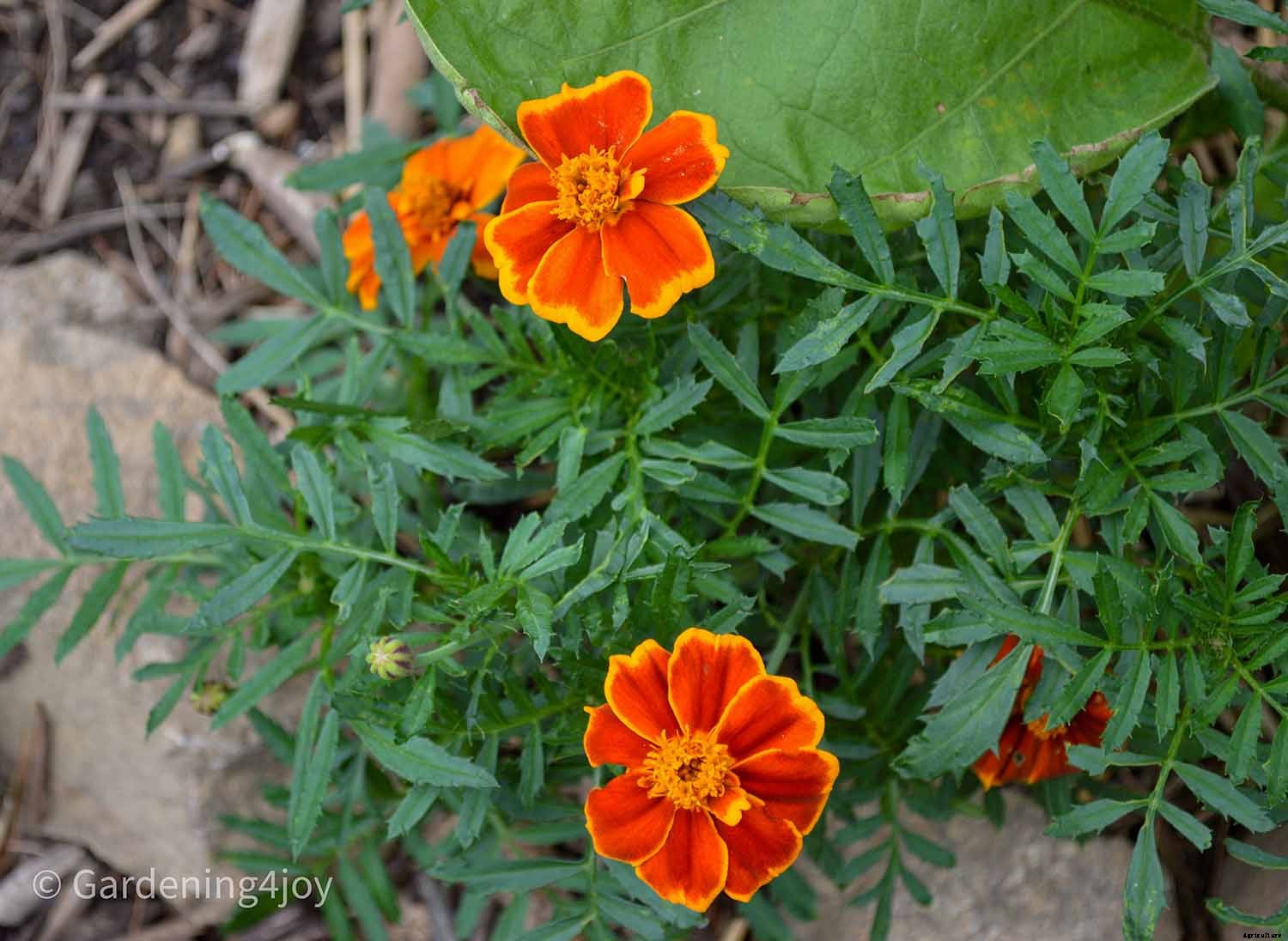 Flowers in the vegetable garden, 7 that provide beneficial effects