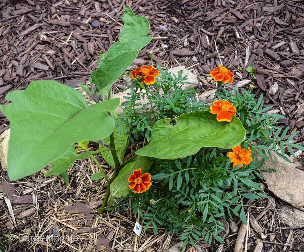 Flowers in the vegetable garden, 7 that provide beneficial effects