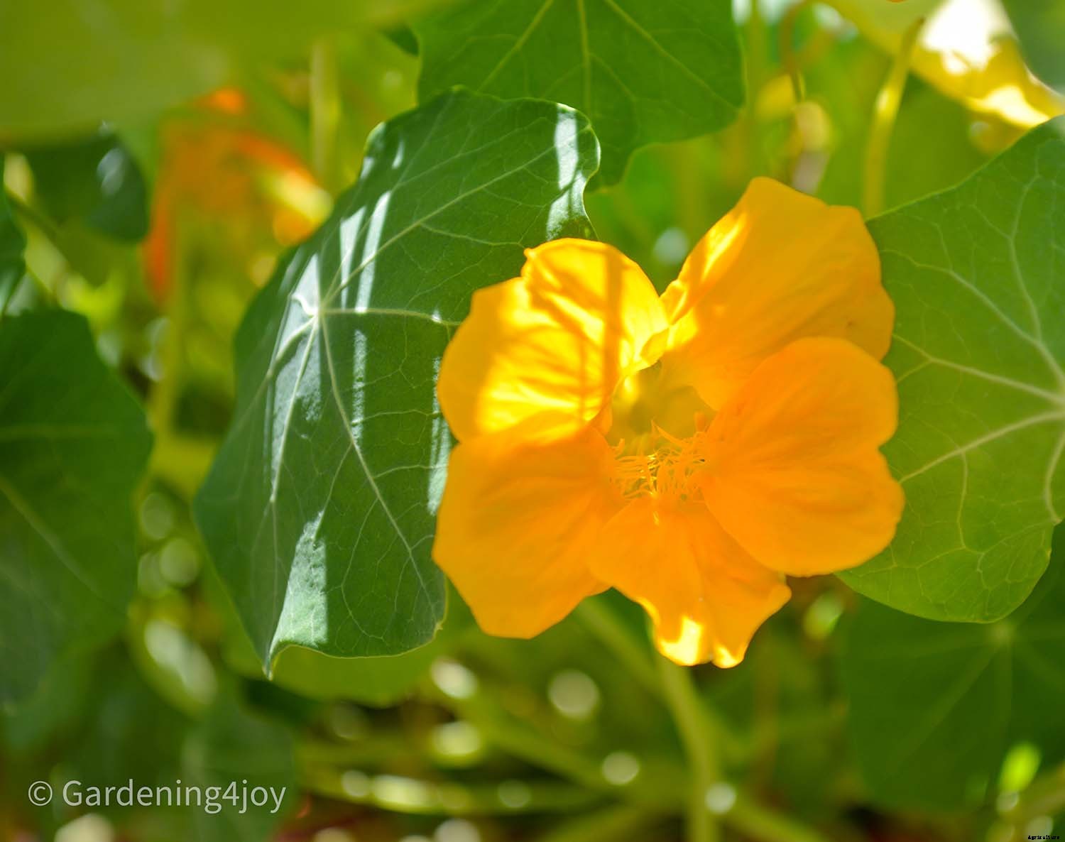 Flowers in the vegetable garden, 7 that provide beneficial effects