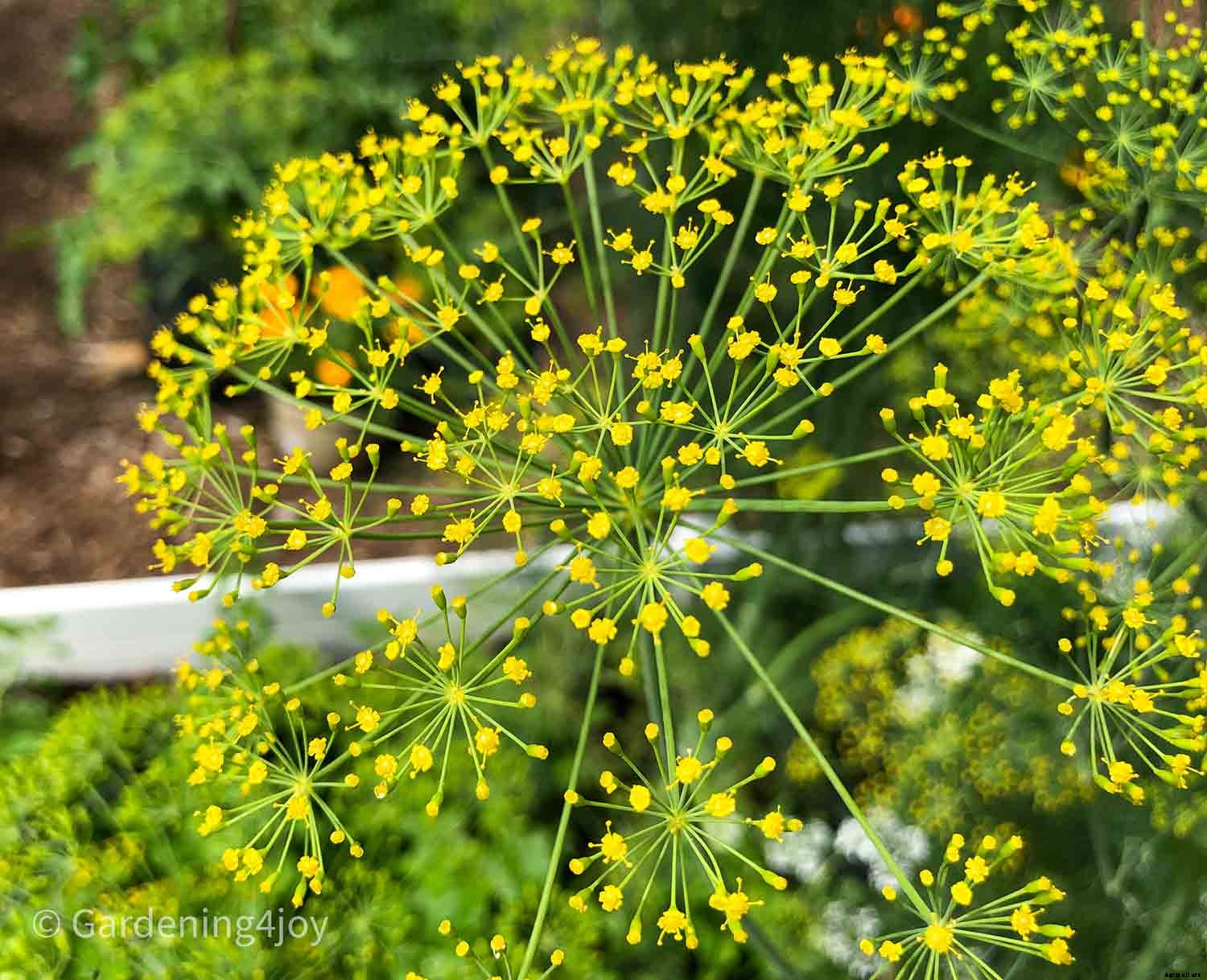 Flowers in the vegetable garden, 7 that provide beneficial effects