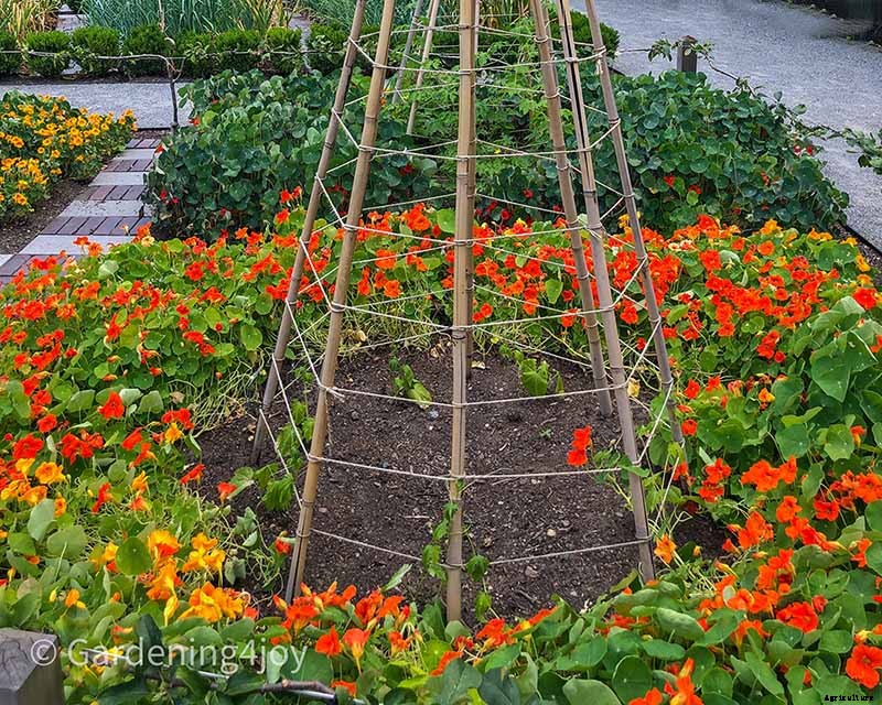 Flowers in the vegetable garden, 7 that provide beneficial effects