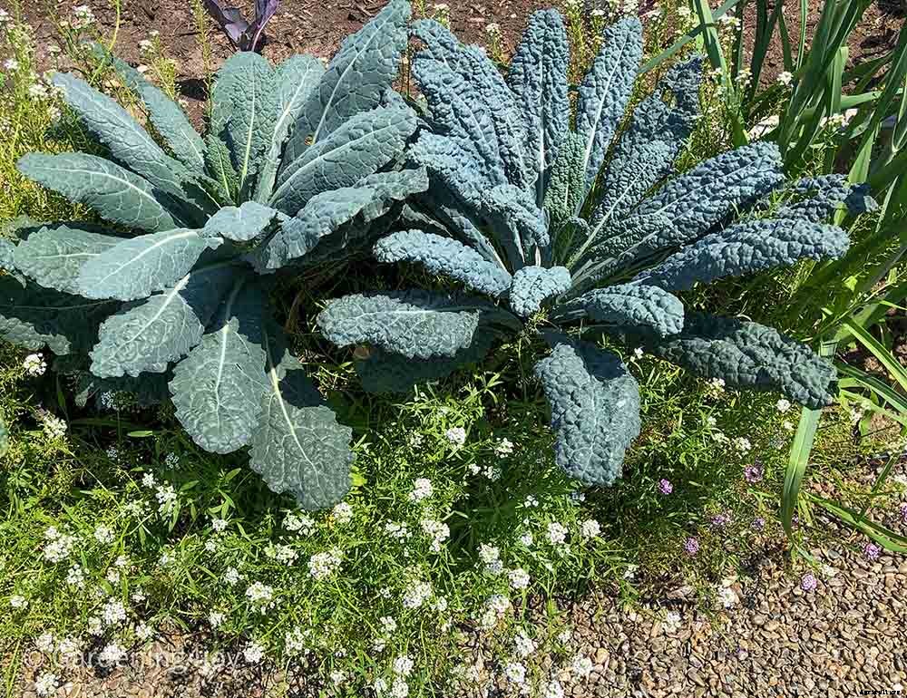 Flowers in the vegetable garden, 7 that provide beneficial effects