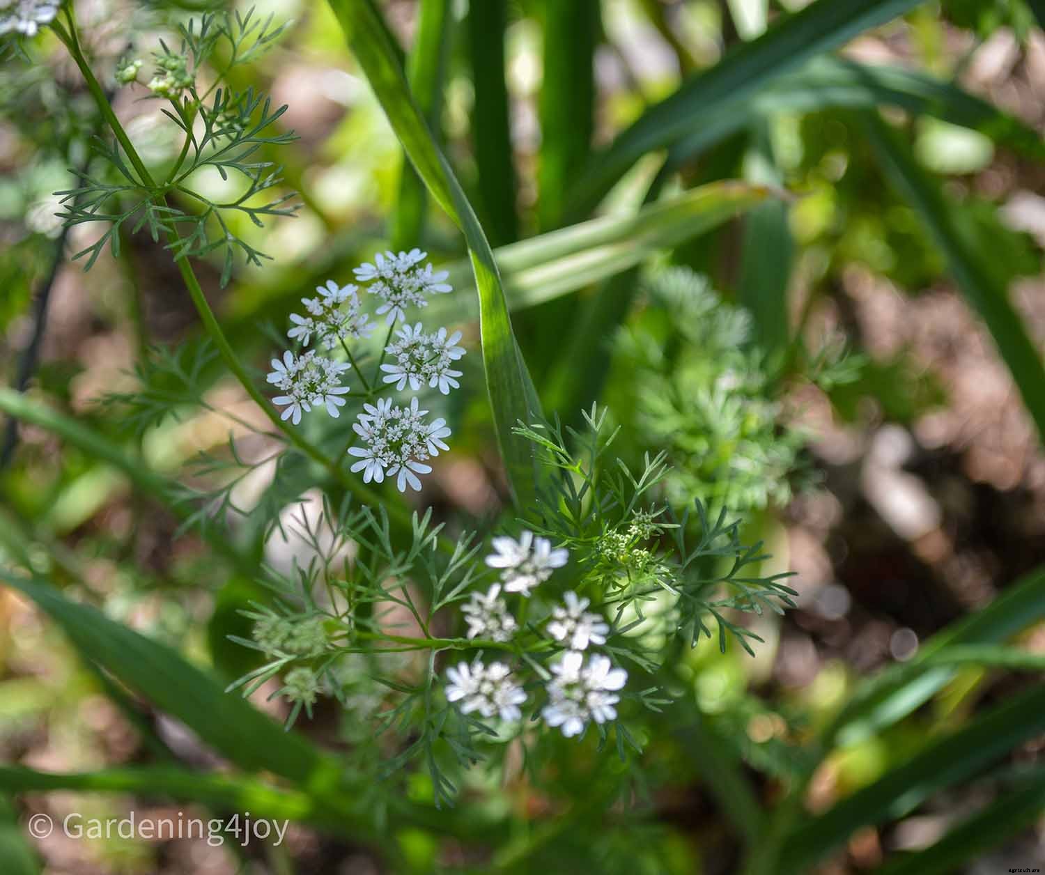 Flowers in the vegetable garden, 7 that provide beneficial effects